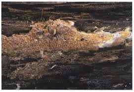 Attēlu rezultāti vaicājumam “Leucogyrophana sororia”