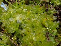 Attēlu rezultāti vaicājumam “Plagiomnium elatum”