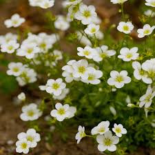 Image result for Steinbrech