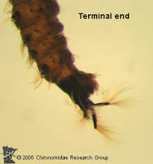 Attēlu rezultāti vaicājumam “Psychodidae”