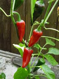 Afbeeldingsresultaat voor jalapeno early hot pepper