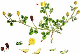 Attēlu rezultāti vaicājumam “Medicago lupulina fruit”