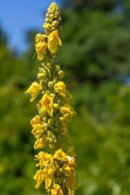 Image result for Verbascum nigrum