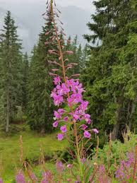 Image result for Weidenröschen