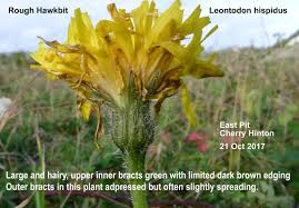 Attēlu rezultāti vaicājumam “Leontodon hispidus flower”