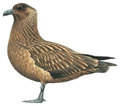 Image result for Stercorarius skua