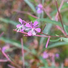 Attēlu rezultāti vaicājumam “Epilobium angustifolium flower”