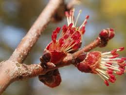 Attēlu rezultāti vaicājumam “Acer saccharinum bud”