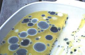 Attēlu rezultāti vaicājumam “Lycogala botrydium spores”