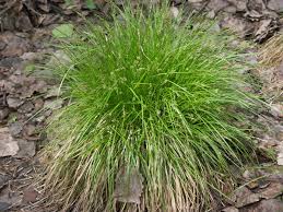 Attēlu rezultāti vaicājumam “Carex elongata”