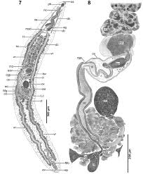 Attēlu rezultāti vaicājumam “Reticularia sp.”