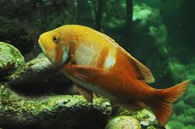 Image result for Chrysoblephus laticeps