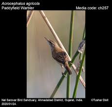 Image result for Acrocephalus agricola