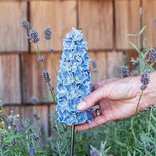 Image result for Rittersporn