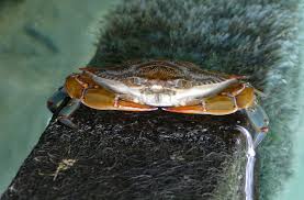 Image result for Callinectes sapidus