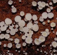 Attēlu rezultāti vaicājumam “Lachnum corticale”