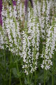 Attēlu rezultāti vaicājumam “Salvia nemorosa leaf”