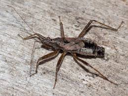 Attēlu rezultāti vaicājumam “Nabidae”