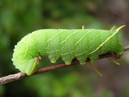 Attēlu rezultāti vaicājumam “Laothoe populi larva”