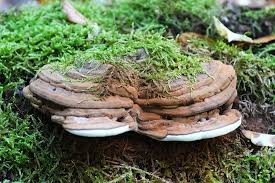 Attēlu rezultāti vaicājumam “Ganoderma applanatum”