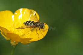 Attēlu rezultāti vaicājumam “Dasysyrphus tricinctus”