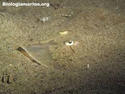 Image result for Raja asterias