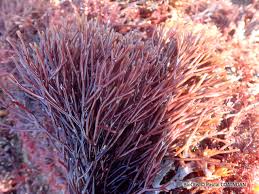 Attēlu rezultāti vaicājumam “Furcellaria lumbricalis”