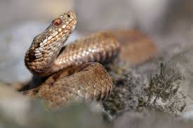 Attēlu rezultāti vaicājumam “Vipera berus”