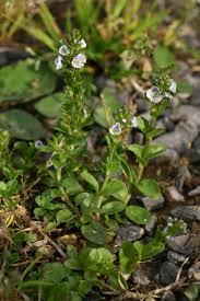 Attēlu rezultāti vaicājumam “Veronica serpyllifolia leaf”