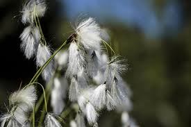 Attēlu rezultāti vaicājumam “Eleocharis quinqueflora flower”