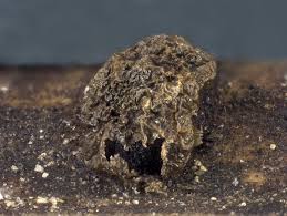 Attēlu rezultāti vaicājumam “Colloderma robustum macro”