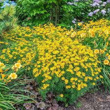 Image result for Coreopsis