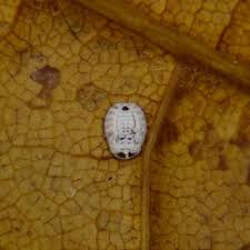 Attēlu rezultāti vaicājumam “Aleurochiton aceris”