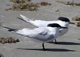 Attēlu rezultāti vaicājumam “Sterna sandvicensis adult”