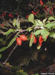 Attēlu rezultāti vaicājumam “Berberis thunbergii fruit”