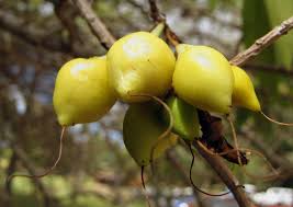 Attēlu rezultāti vaicājumam “Danthonia decumbens fruit”