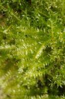 Attēlu rezultāti vaicājumam “Plagiothecium denticulatum”