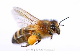 Attēlu rezultāti vaicājumam “Apis mellifera”