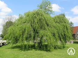 Attēlu rezultāti vaicājumam “Betula pendula Youngii”