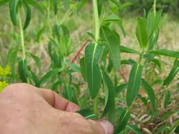 Attēlu rezultāti vaicājumam “Euphorbia helioscopia leaf”