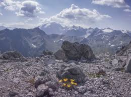 Image result for Alpenmohn