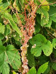 Attēlu rezultāti vaicājumam “Cuscuta europaea flower”