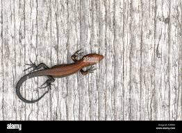 Attēlu rezultāti vaicājumam “Lacerta vivipara juvenile”