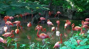 Image result for дорога Бимини