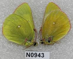 Attēlu rezultāti vaicājumam “Colias palaeno”