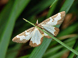 Attēlu rezultāti vaicājumam “Lomaspilis marginata”