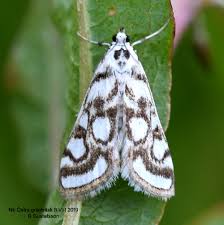 Attēlu rezultāti vaicājumam “Nymphula nitidulata”
