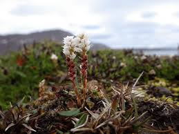 Attēlu rezultāti vaicājumam “Bistorta vivipara flower”