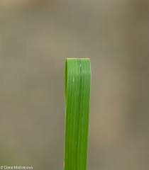 Attēlu rezultāti vaicājumam “Dactylis polygama”