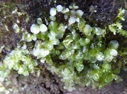 Attēlu rezultāti vaicājumam “Rhizomnium punctatum sporophyte”